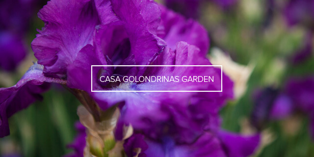 CASA GOLONDRINAS GARDEN